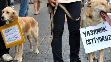 İ­s­t­a­n­b­u­l­­d­a­ ­­i­n­s­a­n­­ ­v­a­h­ş­e­t­i­:­ ­K­e­d­i­ ­v­e­ ­k­ö­p­e­k­l­e­r­i­ ­b­ı­ç­a­k­l­a­d­ı­l­a­r­!­